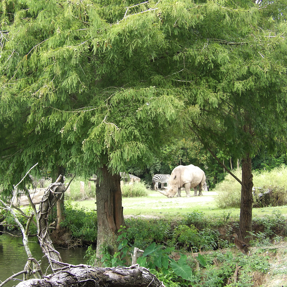 Gallery collage photo